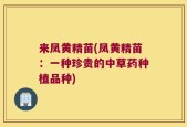 来凤黄精苗(凤黄精苗：一种珍贵的中草药种植品种)