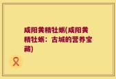 咸阳黄精牡蛎(咸阳黄精牡蛎：古城的营养宝藏)