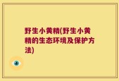 野生小黄精(野生小黄精的生态环境及保护方法)