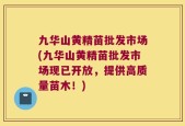 九华山黄精苗批发市场(九华山黄精苗批发市场现已开放，提供高质量苗木！)