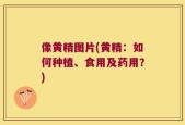 像黄精图片(黄精：如何种植、食用及药用？)