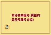 家种黄精图片(黄精的品种及图片介绍)