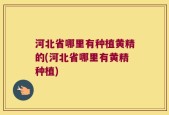 河北省哪里有种植黄精的(河北省哪里有黄精种植)
