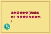 扬州黄精种苗(扬州黄精：优质种苗即将推出)