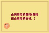 山间雨后的黄精(黄精在山雨后的生机。)