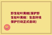 野生轮叶黄精(保护野生轮叶黄精：生态环境保护行动正式启动)