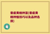 娄底黄精种苗(娄底黄精种植技巧以及品种选择)