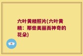 六叶黄精照片(六叶黄精：那些美丽而神奇的花朵)