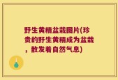 野生黄精盆栽图片(珍贵的野生黄精成为盆栽，散发着自然气息)