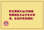 野生黄精大山(珍稀植物黄精在大山中生长艰难，生态环境受威胁)