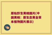 原始野生黄精图片(中国黄精：原生态黄金草本植物图片展示)
