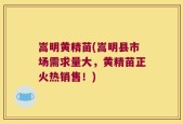 嵩明黄精苗(嵩明县市场需求量大，黄精苗正火热销售！)