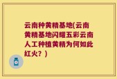 云南种黄精基地(云南黄精基地闪耀五彩云南人工种植黄精为何如此红火？)