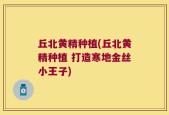 丘北黄精种植(丘北黄精种植 打造寒地金丝小王子)