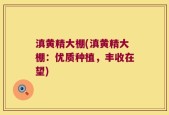 滇黄精大棚(滇黄精大棚：优质种植，丰收在望)