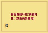 野生黄精叶花(黄精叶花：野生美景重现)
