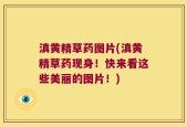 滇黄精草药图片(滇黄精草药现身！快来看这些美丽的图片！)