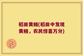 稻田黄精(稻田中发现黄精，农民惊喜万分)