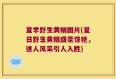 夏季野生黄精图片(夏日野生黄精盛景惊艳，迷人风采引人入胜)