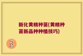新化黄精种苗(黄精种苗新品种种植技巧)