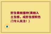 野生黄精播种(黄精入土生根，成野生授粉热门令人关注！)