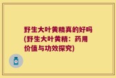 野生大叶黄精真的好吗(野生大叶黄精：药用价值与功效探究)