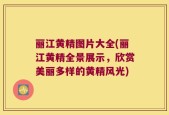 丽江黄精图片大全(丽江黄精全景展示，欣赏美丽多样的黄精风光)