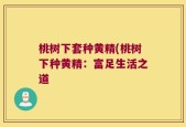 桃树下套种黄精(桃树下种黄精：富足生活之道