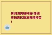 株洲滇黄精种苗(株洲市销售优质滇黄精种苗)