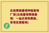 云南黄精重楼种植基地厂家(云南重楼黄精基地：一站式采购黄精，享受优质服务)