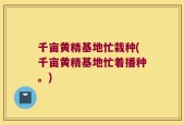 千亩黄精基地忙栽种(千亩黄精基地忙着播种。)