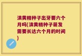 滇黄精种子出牙要六个月吗(滇黄精种子萌发需要长达六个月的时间)