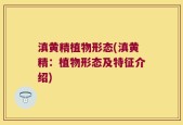 滇黄精植物形态(滇黄精：植物形态及特征介绍)