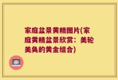 家庭盆景黄精图片(家庭黄精盆景欣赏：美轮美奂的黄金组合)