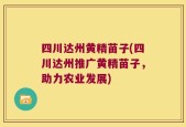 四川达州黄精苗子(四川达州推广黄精苗子，助力农业发展)