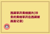 西藏草药黄精图片(珍贵的黄精草药在西藏被画面记录)