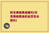 野生黄精黄连图片(珍贵黄精黄连的自然生长照片)