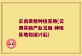 云南黄精种植基地(云南黄精产业发展 种植基地相继兴起)