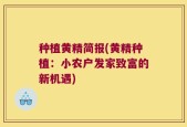 种植黄精简报(黄精种植：小农户发家致富的新机遇)