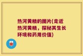 热河黄精的图片(走近热河黄精，探秘其生长环境和药用价值)