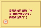 套种黄精的视频(“神奇!黄精种植全记录，揭密成功法门”)