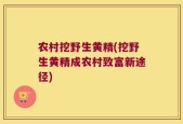 农村挖野生黄精(挖野生黄精成农村致富新途径)