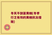 冬天不倒苗黄精(冬季行之有效的黄精抗冻措施)