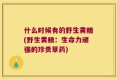 什么时候有的野生黄精(野生黄精：生命力顽强的珍贵草药)