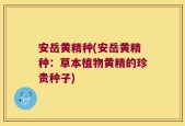 安岳黄精种(安岳黄精种：草本植物黄精的珍贵种子)