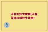 河北的野生黄精(河北发现珍稀野生黄精)