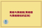 黄精与黄精梢(黄精根与黄精嫩枝的区别)
