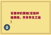 家里种的黄精(家庭种植黄精，齐享养生之福)