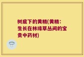 树底下的黄精(黄精：生长在林缘草丛间的宝贵中药材)
