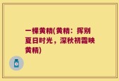 一棵黄精(黄精：挥别夏日时光，深秋初霜映黄精)